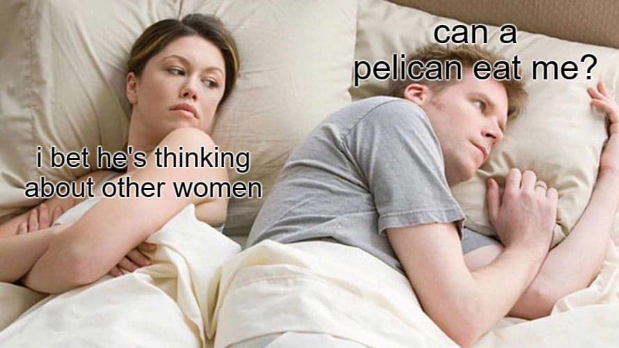 Can I be eaten by a pelican?