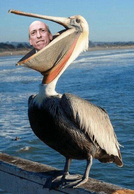 Gary Gensler eaten by pelican