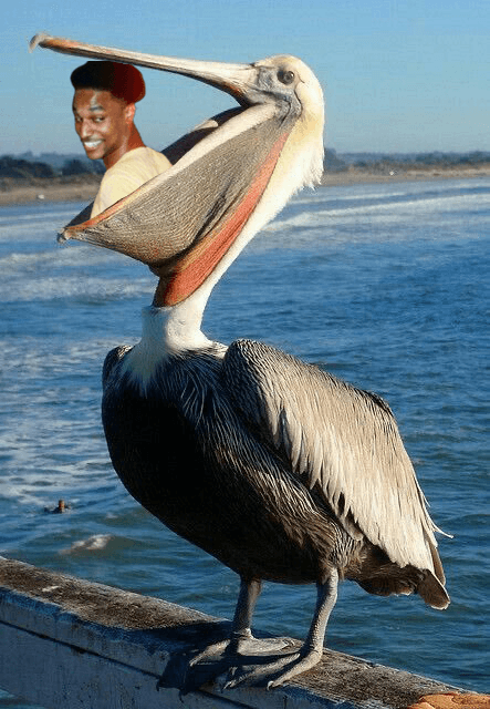 Ansem eaten by pelican