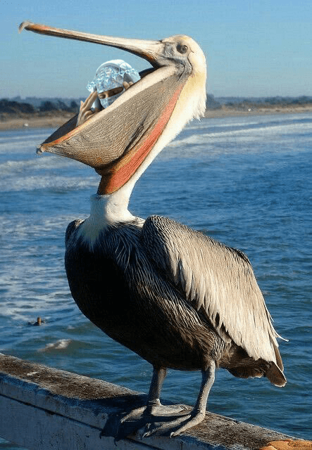 Meelo eaten by pelican