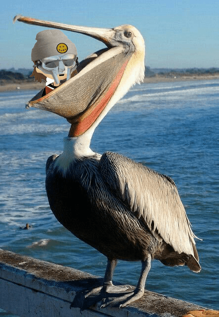 Meechie eaten by pelican