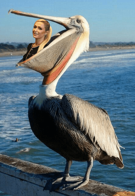 Paris Hilton eaten by pelican