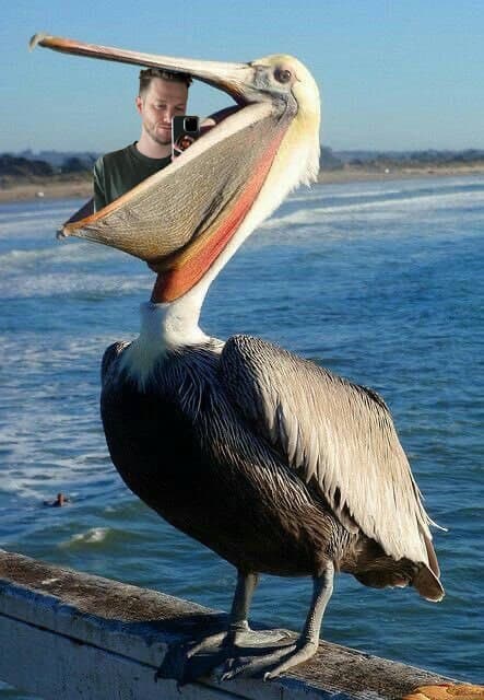 Seapeekay eaten by pelican