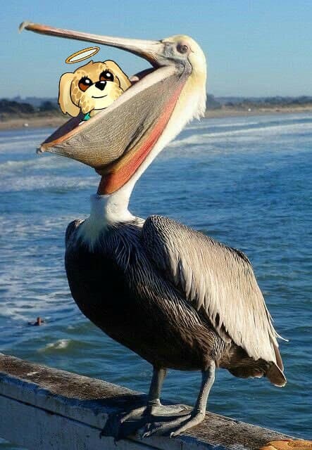 Voh eaten by pelican