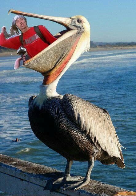 Kai the homeless guy eaten by pelican