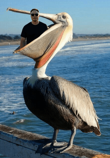 Elon Musk eaten by pelican