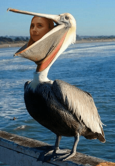 Lily Phillips eaten by pelican