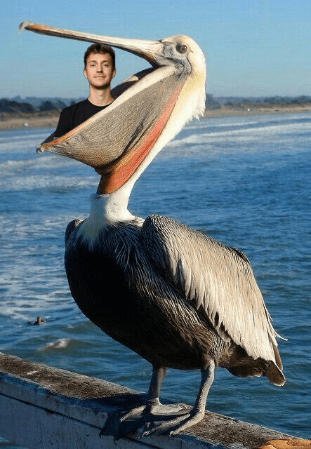 Ninja eaten by pelican